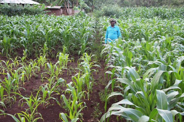 Maize Embu