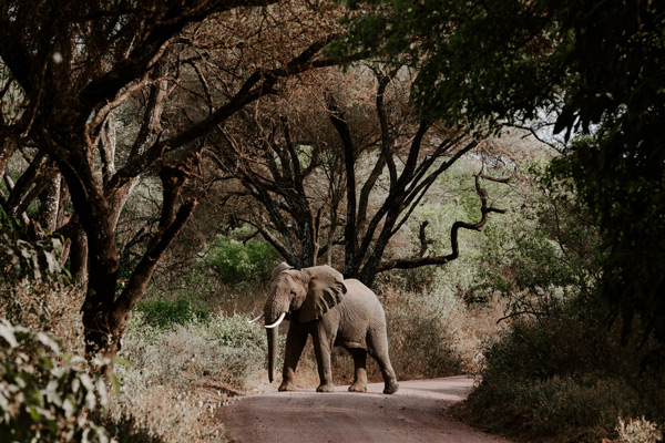 Nariobi National Park